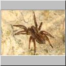 Priocnemis melanosoma - Wegwespe w11e 7mm mit Spinne - OS-Hollage-Lehmgrube-det.jpg